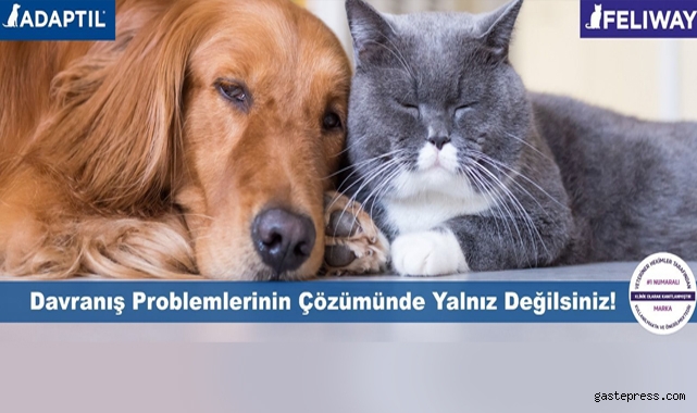 Sakinleştirici köpek tasması, köpeğinizin huzursuzluğunu alır!