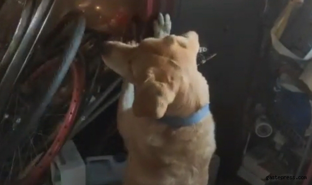 Çelik kasaya saklanmış uyuşturucuyu narkotik köpeği buldu!