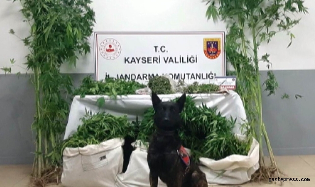 Jandarmadan uyuşturucu operasyonu!