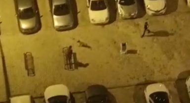 Köpeği çocukların üstüne saldı, korkan çocuk otomobilin üstüne çıktı!
