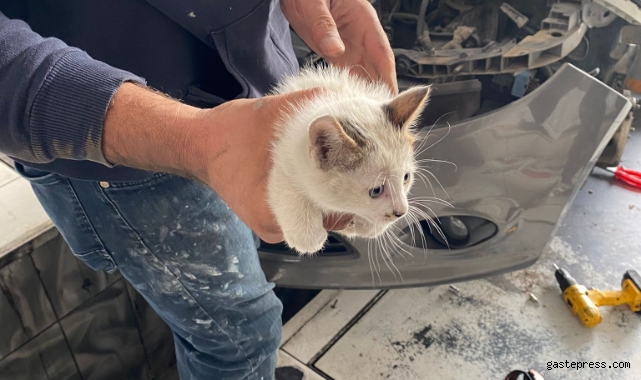 Kaportaya sıkışan yavru kedi herkesi harekete geçirdi!