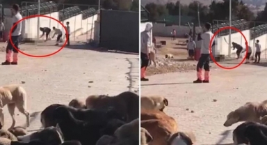 Konya'daki hayvan barınağında vahşet! Tarım Bakanlığı'ndan açıklama geldi!