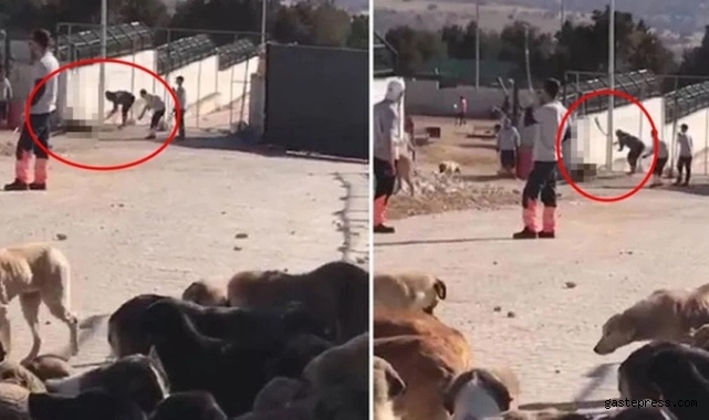 Konya'daki hayvan barınağında vahşet! Tarım Bakanlığı'ndan açıklama geldi!