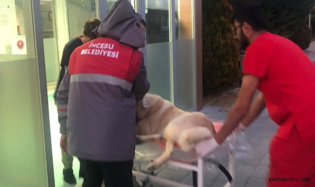 Yaralı köpeğin imdadına İncesu Belediyesi yetişti!