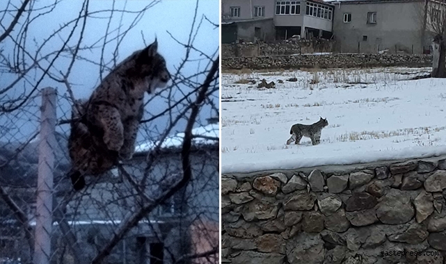 Köpeklerden kaçan vaşak tel örgüde asılı kaldı, görenler şaşkınlık yaşadı!