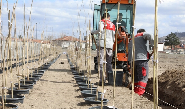 4 bin 500 Adet çınar fidanı Melikgazi'ye ağaç olacak!