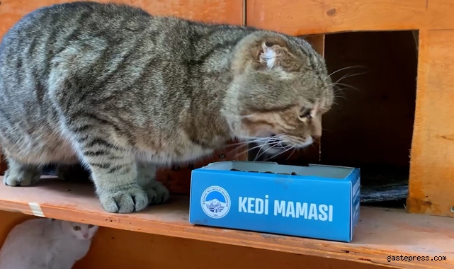 Melikgazi sokaklardaki can dostlar için kedi evleri yaptı!