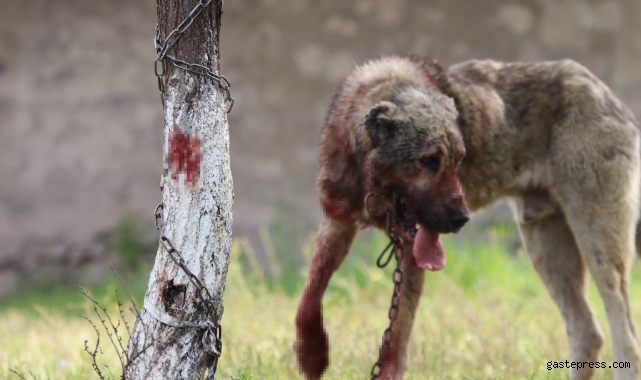 Sokak köpeği dehşet saçtı: Önce çocuğu ısırdı, sonra bir başka köpeği boğdu!