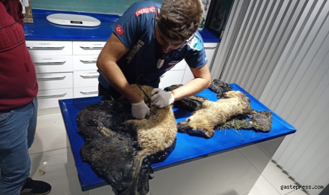 Zifte saplanan yavru köpekleri İncesu belediye ekipleri kurtardı!