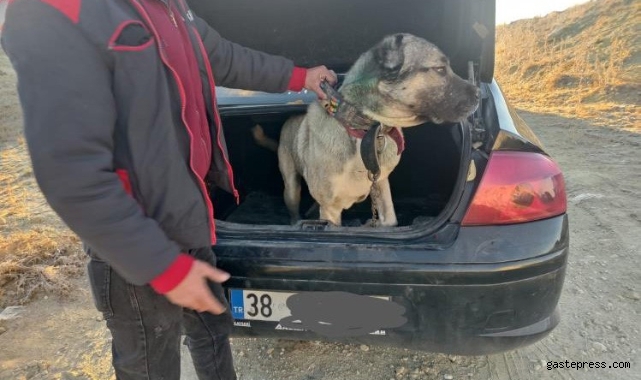 Köpek dövüştürerek bahis oynayanlara suçüstü!