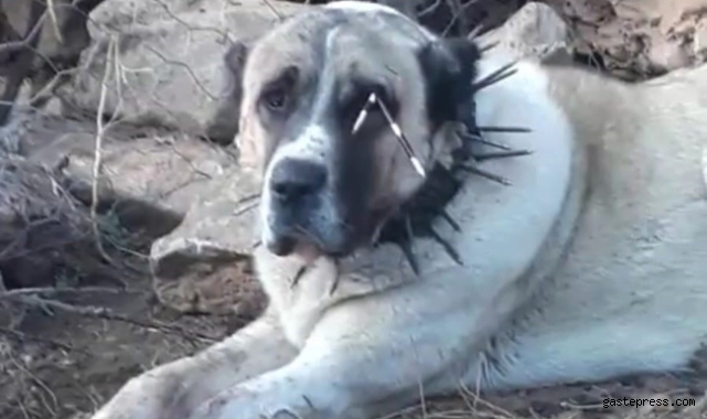 Oklu kirpinin fırlattığı ok gözüne isabet eden köpek kör oldu, 2 köpek yaralandı!