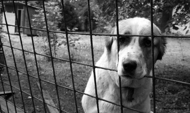 İsveç'te sokak köpekleri sorunu böyle çözüldü!