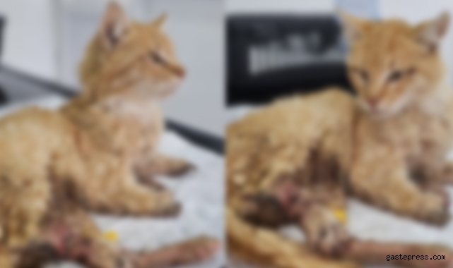 Kayseri'de bacakları kesilmiş bir kedi bulundu!