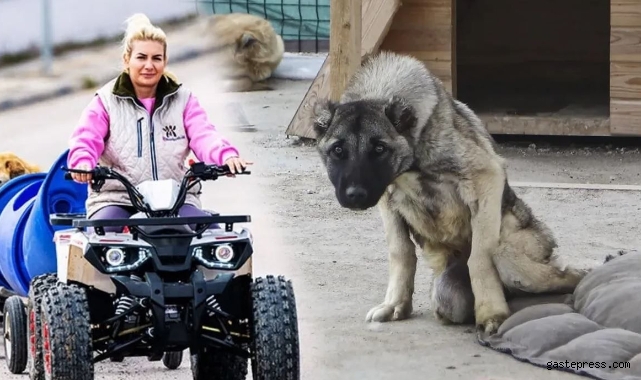 ‘Köpek Velisi’ hesabı ile tanınan şahsın son 4 yılda 9 daire ve 2 depo satın aldığı iddiası!