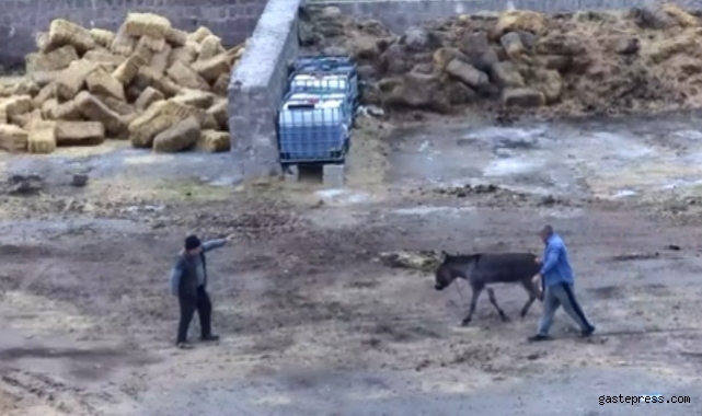 Çiftliği basıp, eşeği bıçaklayarak, atları zehirleyerek öldürdüler!