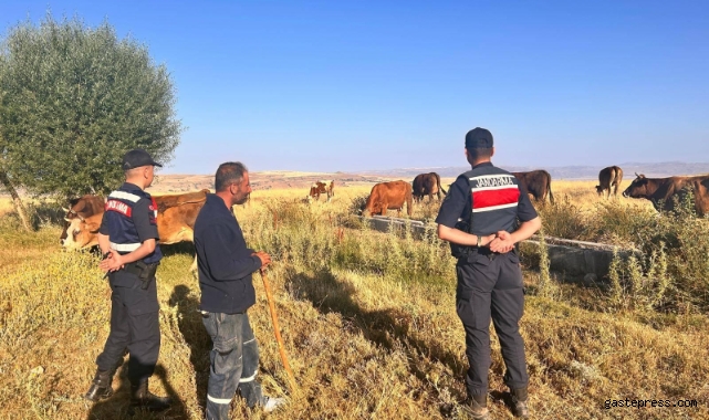 Kayseri Bünyan İlçesi'nde Kayıp Hayvanlar Bulundu!