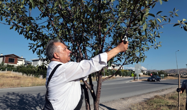 Talas'ın bahçıvan başkanı!