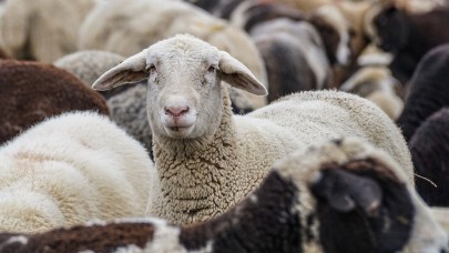 Bakan açıkladı: Kurban Bayramı tatili 9 gün olacak mı?
