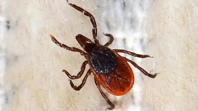 Tokat'ta vücuduna kene yapışan Metehan bebek öldü!
