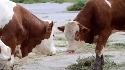 Kurban kesim ücret tarifesi belli oldu!