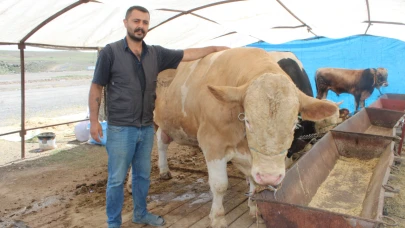 970 kiloluk Minik, pazarın ilgi odağı oldu!