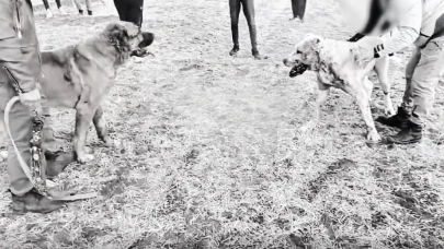 Kayseri'de köpek dövüştüren 8 kişiye gözaltı!