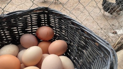 Yumurta üretimi 6 ayda 330 milyon adet azaldı!