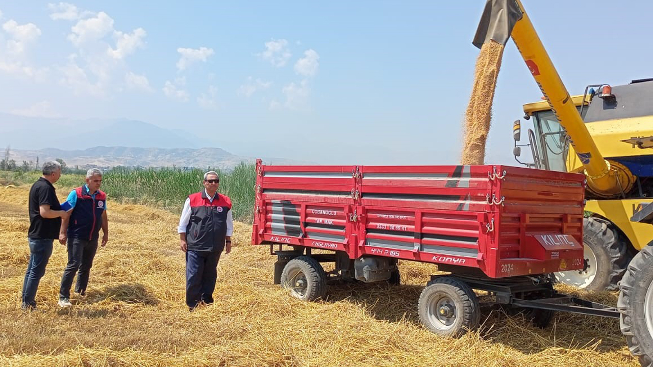 Denizli'de buğday hasadı başladı!
