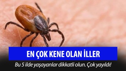 En çok kene olan iller! 5 il hastalık taşıyan kene popülasyonunda ilk sırada!
