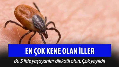 En çok kene olan iller! 5 il hastalık taşıyan kene popülasyonunda ilk sırada!