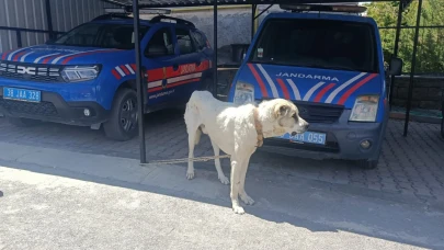 Köpeği otomobile bağlayarak çektiren şahsa ceza!
