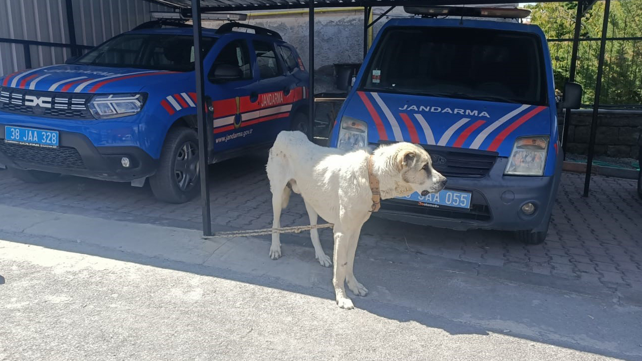 Köpeği otomobile bağlayarak çektiren şahsa ceza!