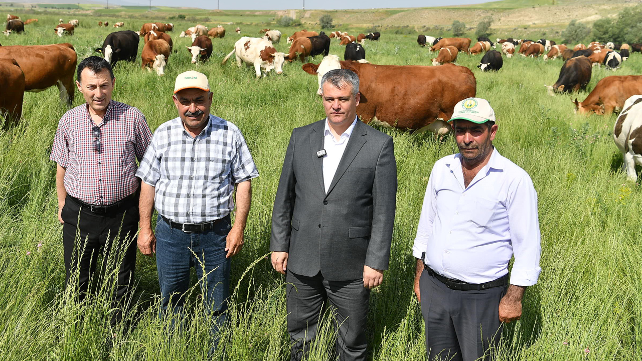 Büyükşehirin mera vasfı kazandırdığı 400 dekar alanda bin 500 büyükbaş otluyor!