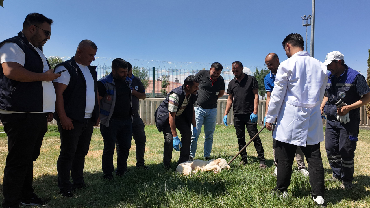 İlçe belediyelerine sokak hayvanlarını toplama eğitimi ve mama desteği!