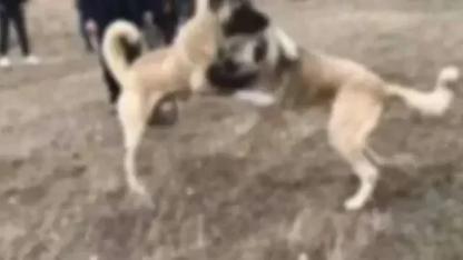 Kayseri’de Köpek Dövüşüne Suçüstü Baskın: 13 Kişi Yakalandı!