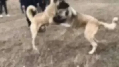 Kayseri’de Köpek Dövüşüne Suçüstü Baskın: 13 Kişi Yakalandı!