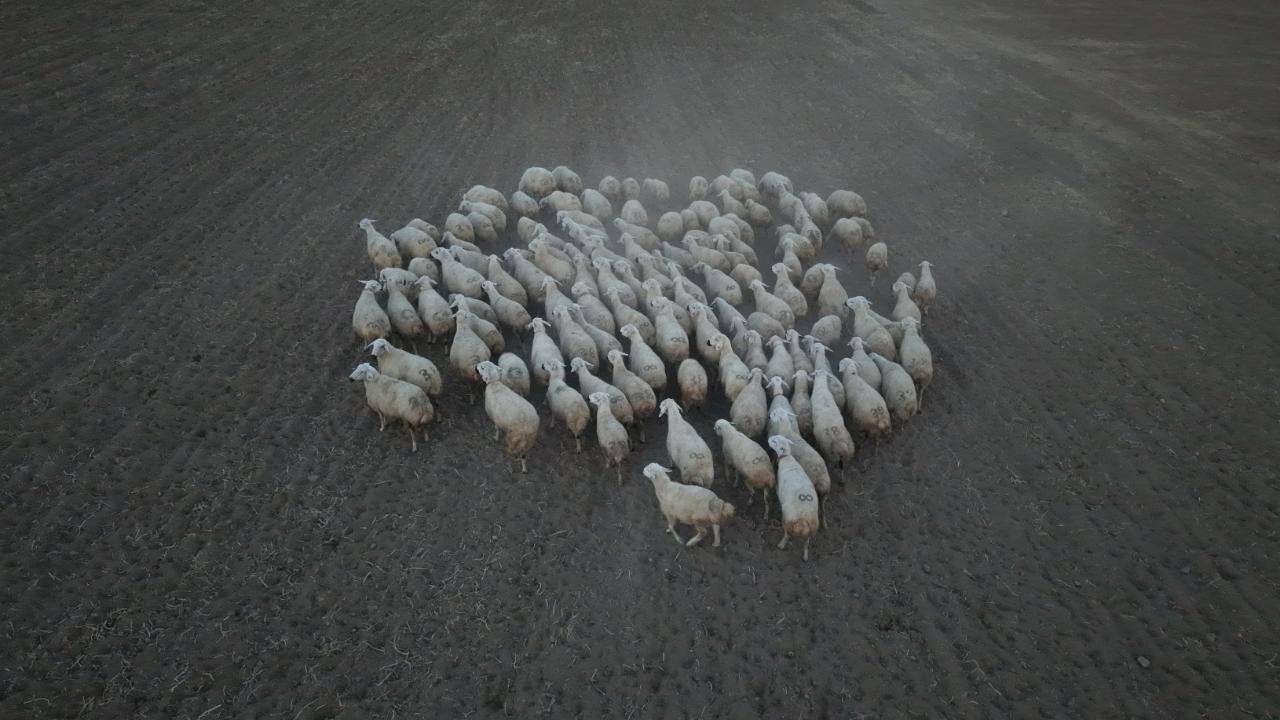 Kayseri’de ‘Koyunlar Artıyor, Meralar Şenleniyor’ Projesi Kırsalda Hayvancılığı Canlandırıyor
