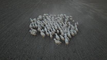 Kayseri’de ‘Koyunlar Artıyor, Meralar Şenleniyor’ Projesi Kırsalda Hayvancılığı Canlandırıyor