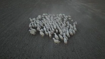 Kayseri’de ‘Koyunlar Artıyor, Meralar Şenleniyor’ Projesi Kırsalda Hayvancılığı Canlandırıyor