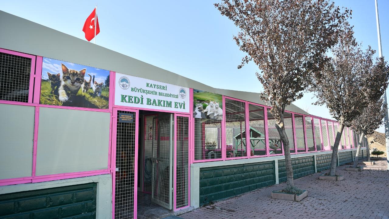 Kedi Bakım Evi örnek hizmet sunuyor!