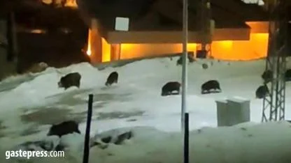 Kayseri’de Domuz Sürüsü İlçe Merkezine İndi: Vatandaşlar Tedirgin!