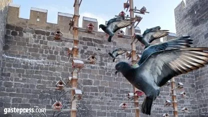 Kayseri’de Güvercinlere Dondurucu Soğuklara Karşı Ahşap Yuvalar!