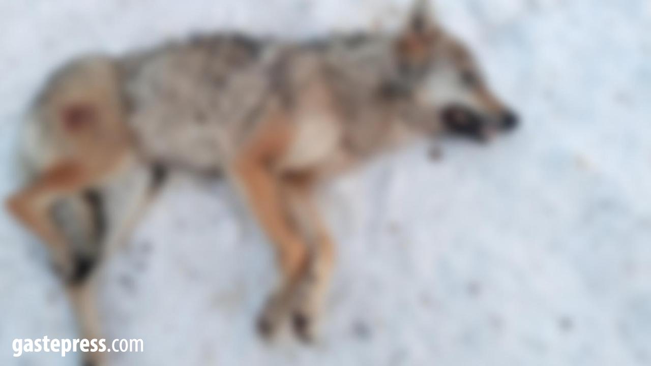 Kayseri’de Silahla Vurulan Kurt Ölü Bulundu!