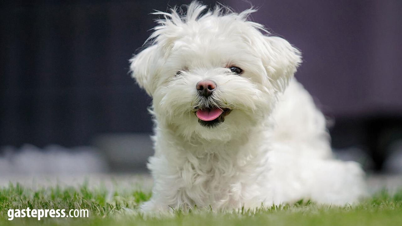 Maltese Terrier Fiyatları, Bakımı ve Özellikleri
