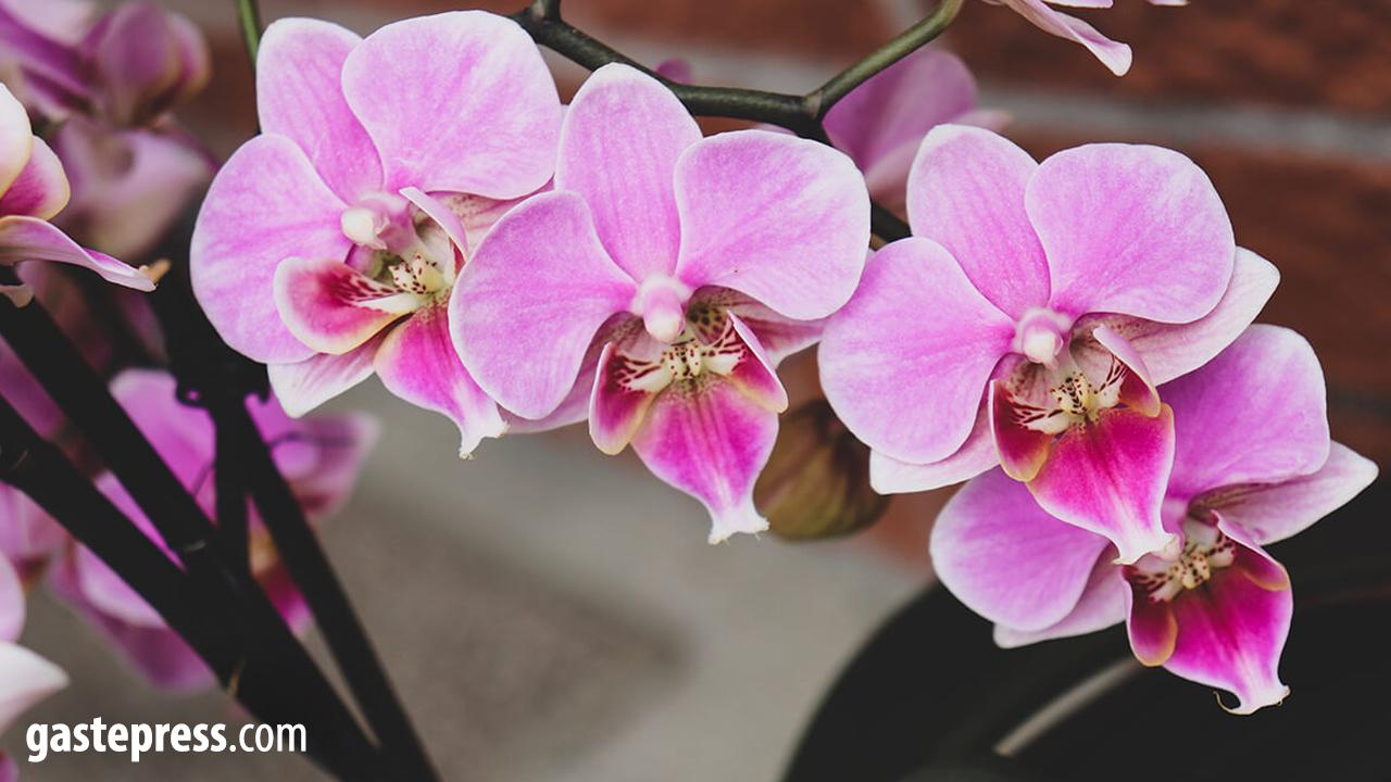 Özür Dilemek İçin Hangi Çiçek Gönderilmeli?