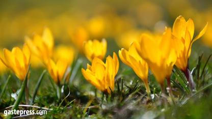 Kayseri’de Baharın Müjdecisi Sarı Çiğdemler Açtı!