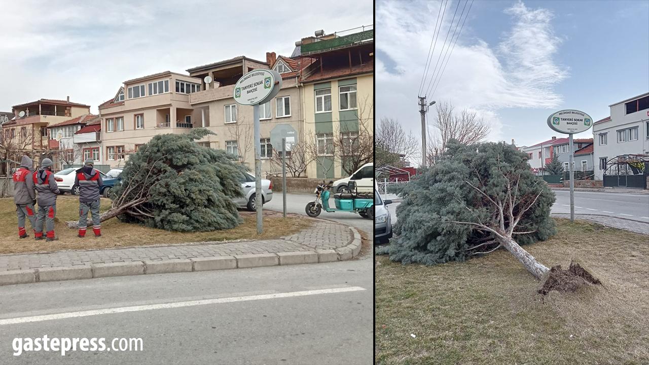 Kayseri’de Şiddetli Rüzgar Ağacı Kökünden Söktü!