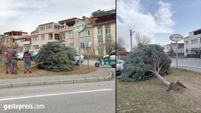 Kayseri’de Şiddetli Rüzgar Ağacı Kökünden Söktü!