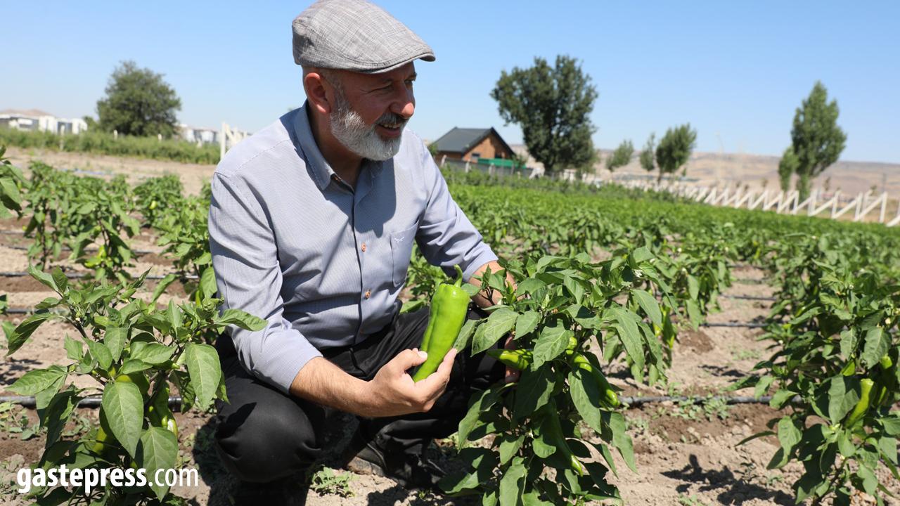 Kocasinan Belediyesi’nden Çiftçiye Büyük Destek: Kapya Biberi Tohumları Ücretsiz Dağıtılacak!