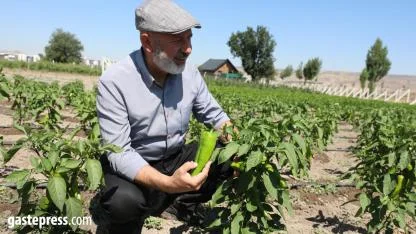 Kocasinan Belediyesi’nden Çiftçiye Büyük Destek: Kapya Biberi Tohumları Ücretsiz Dağıtılacak!